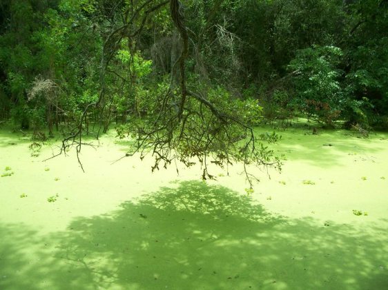 image copyright Joel Brotzman 