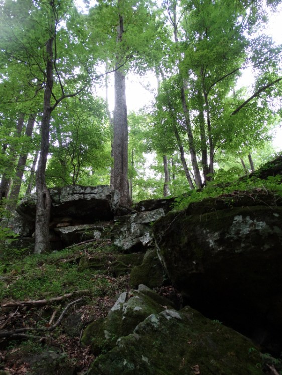 image copyright Joel Brotzman 2013