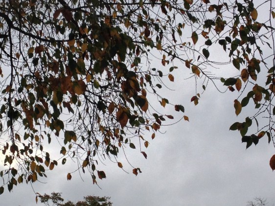 image by Rebekah Choat 