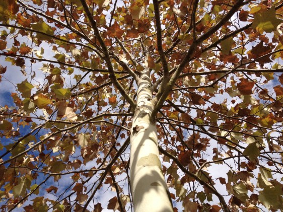 image by Rebekah Choat 