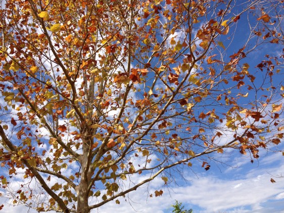 image by Rebekah Choat 