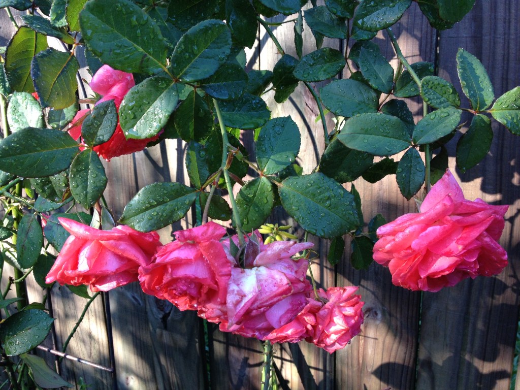 image by Rebekah Choat 