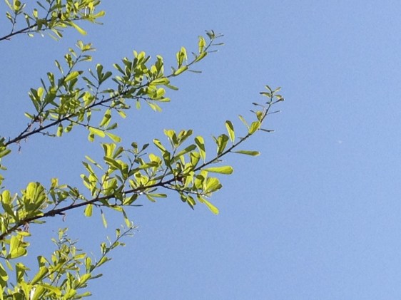 image copyright Rebekah Choat 