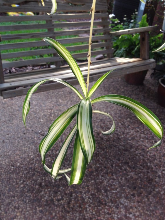 image by Rebekah Choat