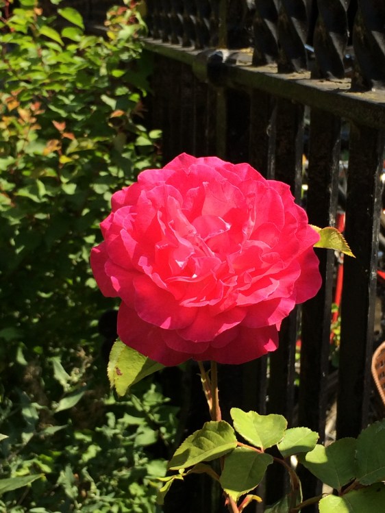 Ely Cathedral Rose image copyright Rebekah Choat