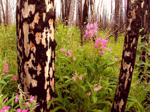 Image by Brad Harrison via FreeImages.com