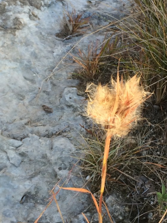 image by Rebekah Choat