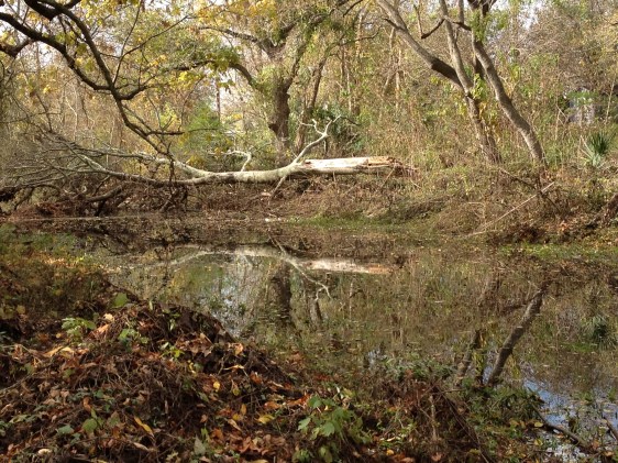 image by Rebekah Choat