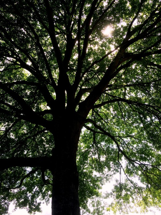 image by Rebekah Choat 