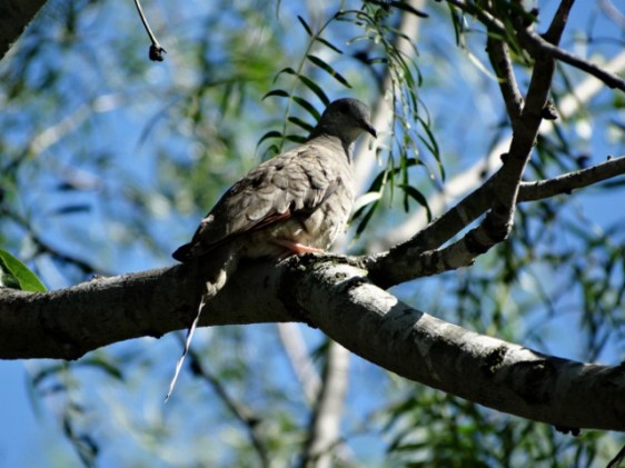 image by Joel Brotzman-Gonzales