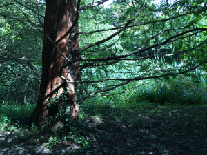 Image by Becka Choat