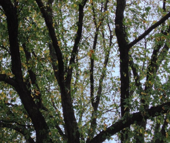 image by Rebekah Choat 